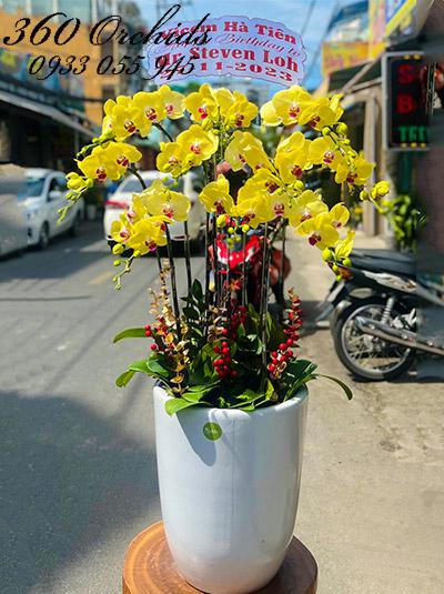 Chậu lan hồ điệp vàng - Sung túc trọn đời
