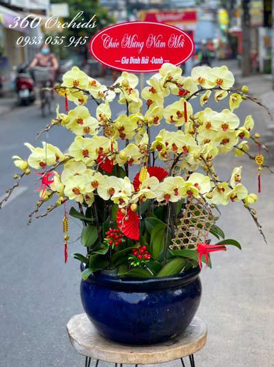 Chậu lan hồ điệp vàng - Sung túc