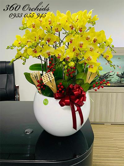 Chậu lan hồ điệp vàng - Sung túc một đời