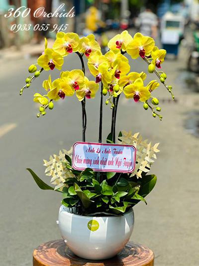 Chậu lan hồ điệp vàng - Tấm lòng cao cả