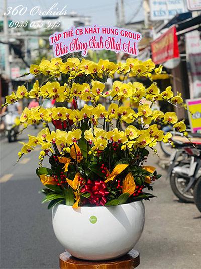 Chậu lan hồ điệp vàng - Thịnh vượng đời đời