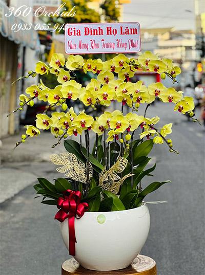 Chậu lan hồ điệp vàng - Thịnh vượng phát tài