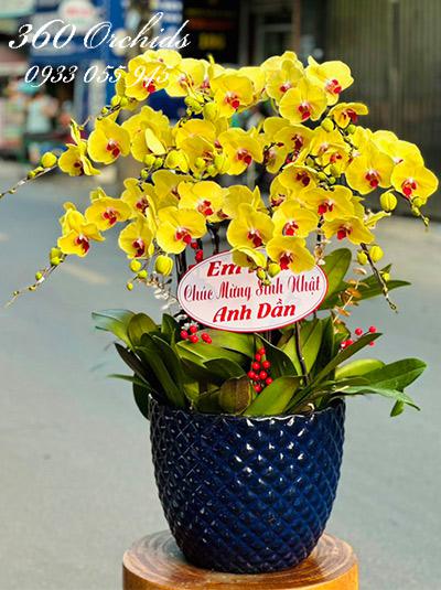 Chậu lan hồ điệp vàng - Tinh anh xán lạn