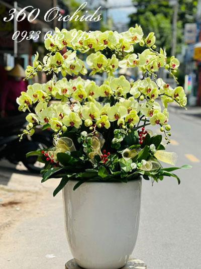 Chậu lan hồ điệp vàng - Trù phú