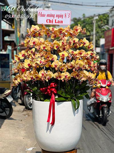 Chậu lan hồ điệp vàng - Vạn lần an khang