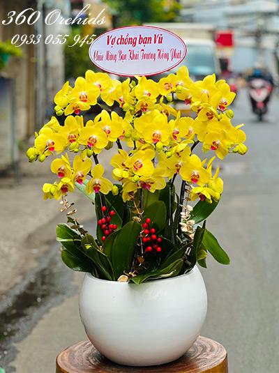 Chậu lan hồ điệp vàng - Vạn sự hồng phát