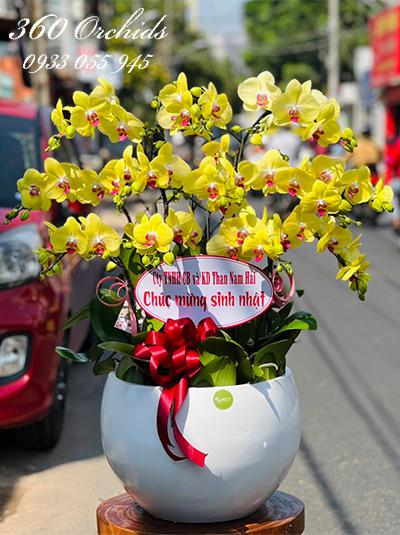 Chậu lan hồ điệp vàng -Vạn sự như mơ