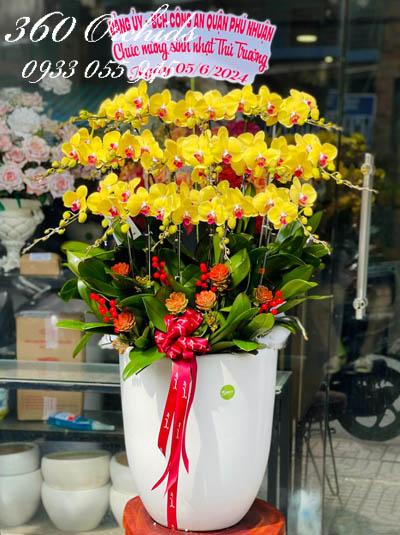 Chậu lan hồ điệp vàng - Vĩnh phúc