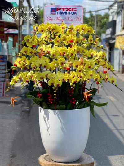 Chậu lan hồ điệp vàng - Xuân yêu thương