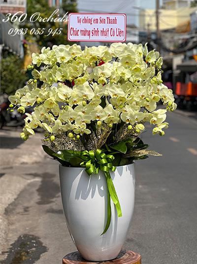 Chậu lan hồ điệp xanh bơ - Hơn cả yêu thương