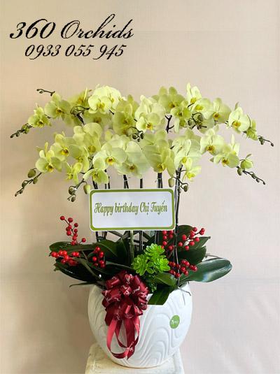 Chậu lan hồ điệp xanh bơ - Mãi luôn hạnh phúc