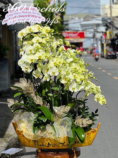 Chậu lan hồ điệp xanh bơ - Thăng quan tiến chức
