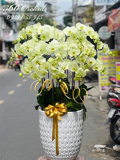 Chậu lan hồ điệp xanh bơ - Tình ca ngày nắng