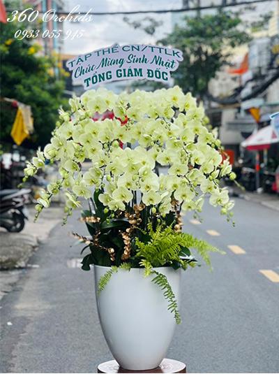 Chậu lan hồ điệp xanh bơ - Vẹn tròn tuổi xanh