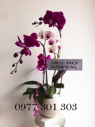 Chậu lan nét đẹp lạ