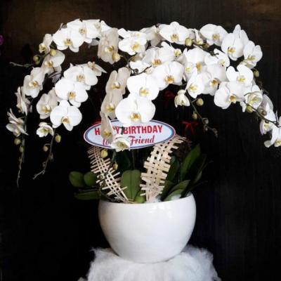 Chậu Lan hồ điệp Phú quý