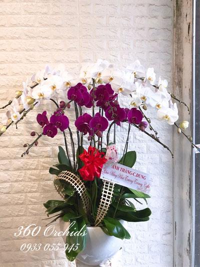 Chậu lan trắng tím kết hơp - Phú Quý