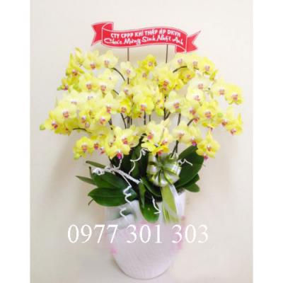 chậu lan vàng: Tưng bừng đón xuân