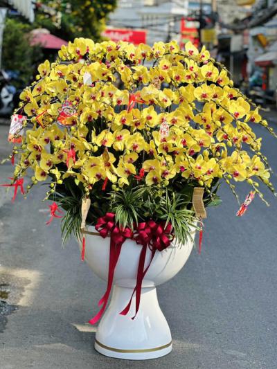 Chọn lan hồ điệp hợp phong thủy để Tết thêm phát tài