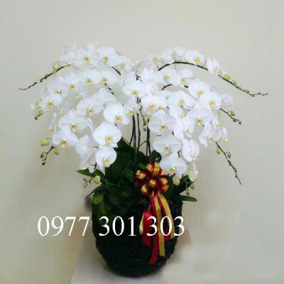 Chậu lan hồ điệp đón tài lộc