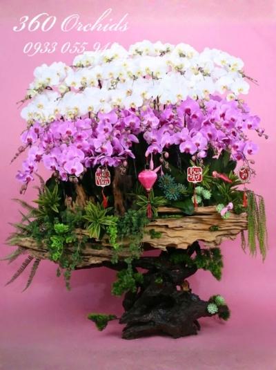 HDV - Gia đạo bình an