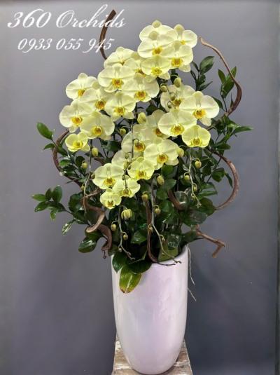 HDV - Hồ điệp chiêu tài