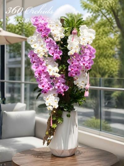 HDV - Hồng phát thịnh vượng