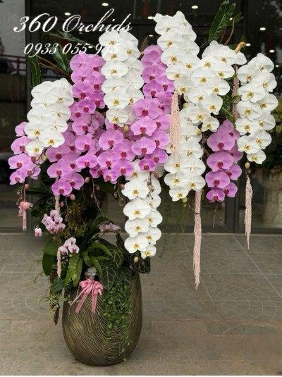 HDV - Thanh tao phú quý