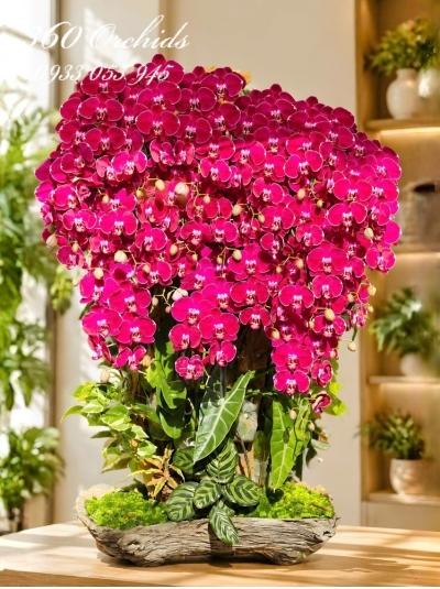 HDVIP - Trầm trồ
