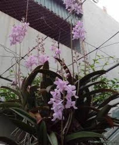 Hồ điệp rừng tím -Tiểu hồ điệp | Lan rừng Việt Nam