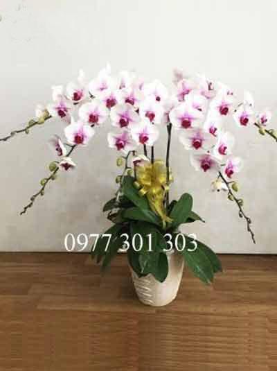 Hồ điệp trắng lưỡi hồng