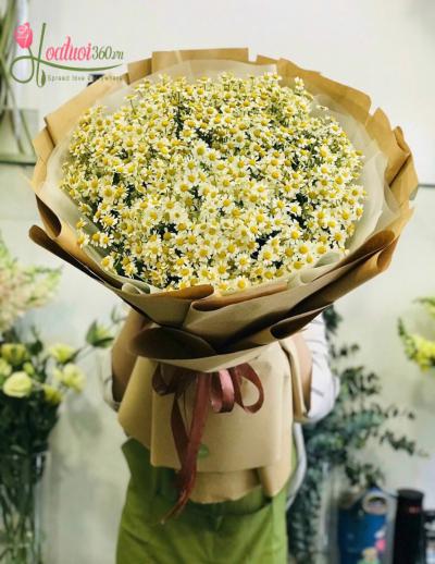 Hoa cúc tana - Cơn sốt của giới trẻ Việt Nam