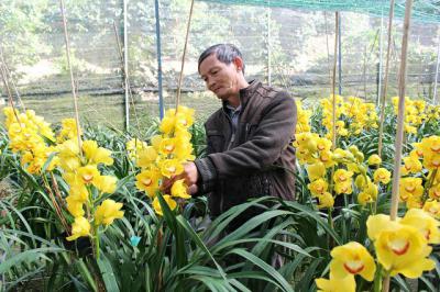 Hoa địa lan santo là hoa gì? Cách trồng và chăm sóc
