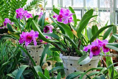 Hoa lan Cattleya - Biểu tượng của sự kiêu hãnh và uy quyền