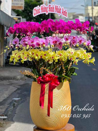 Hoa lan hồ điệp chúc mừng nhà giáo 20-11 ý nghĩa