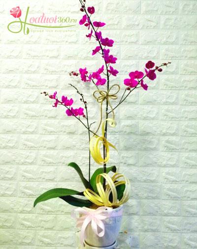 Hoa lan mini để bàn xinh xắn