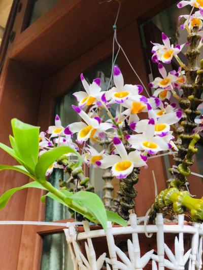 Hoa lan trúc Phật Bà - Nét duyên dáng và cao quý của hoa lan