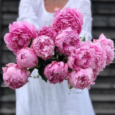 Hoa mẫu đơn - Loài hoa vương giả đầy sang trọng