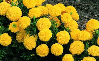 Hướng dẫn cách chăm sóc hoa cúc đúng cách