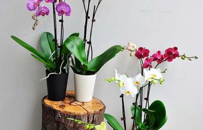 Hướng dẫn kỹ thuật trồng hoa lan hồ điệp đúng cách