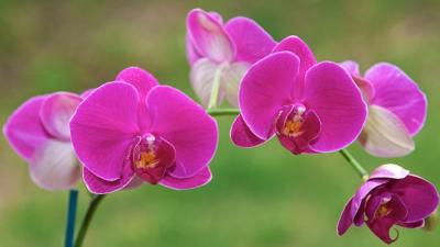 Hướng dẫn trồng lan hồ điệp siêu đơn giản