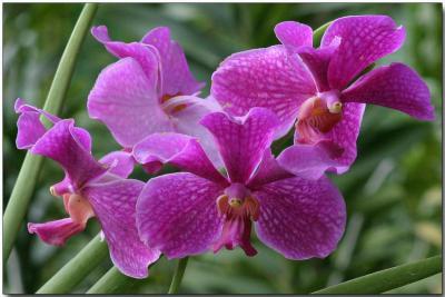 Kinh nghiệm trồng, chăm sóc lan vanda ra hoa
