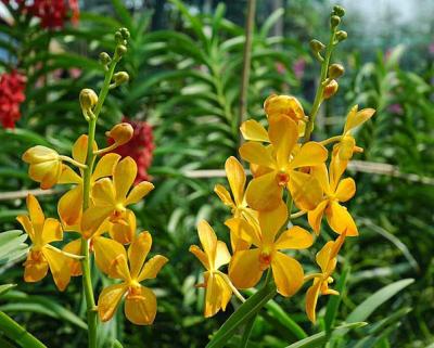 Kinh nghiệm trồng lan mokara đơn giản, dễ chăm sóc