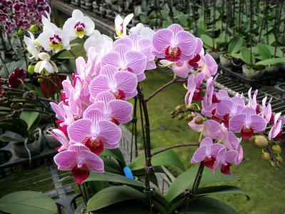 Kỹ thuật chăm sóc lan hồ điệp sau khi hoa tàn