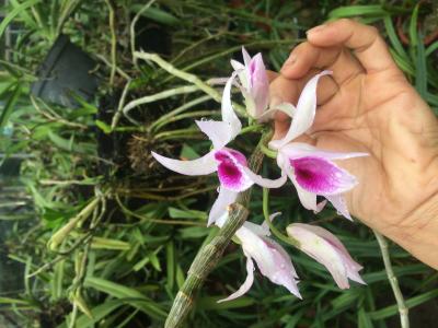 Kỹ thuật nhân giống lan phi điệp đúng cách