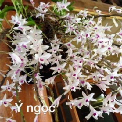 Lạ mắt với dòng lan Hoàng thảo ý ngọc