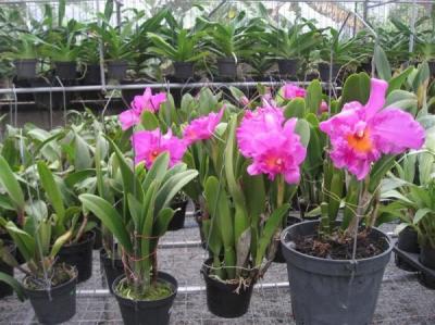 Làm thế nào trồng lan Catteya tuyệt đẹp tại nhà?