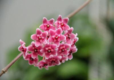 Lan cẩm cù - Sự thư thái và tươi mới cho không gian của bạn