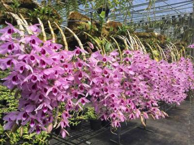 Lan dendro - Nàng lan hương sắc vẹn toàn