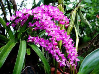 Lan đuôi chồn - mẹo chọn giống và cách trồng lan đuôi chồn